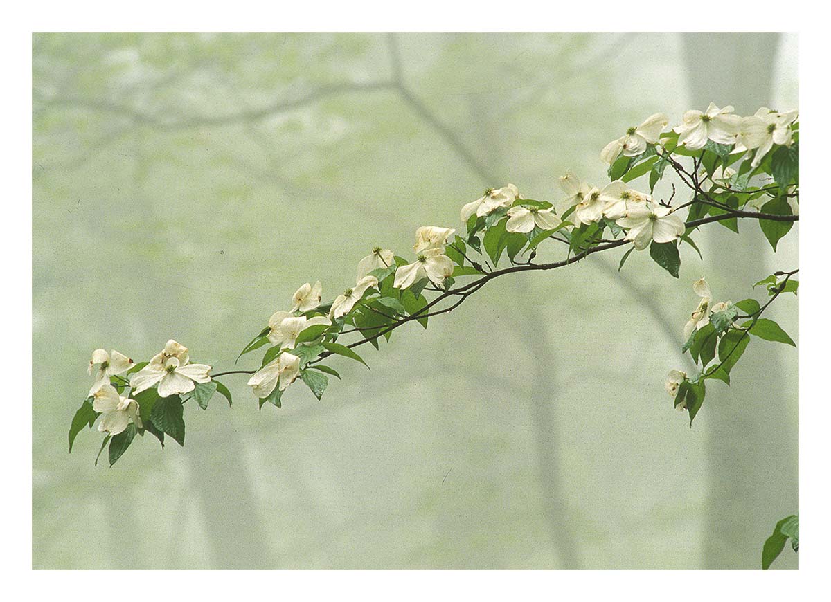 Smoky Mountains NP